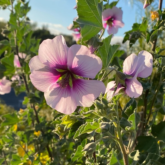 Meet your Posher, Amber j - Picture 1 of 1